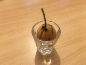 アボカド