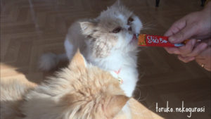 チョコ、クク