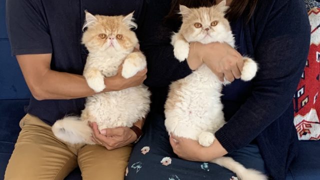 年収６０万円でトルコハッピー猫ライフ  トルコ猫暮らしのブログ