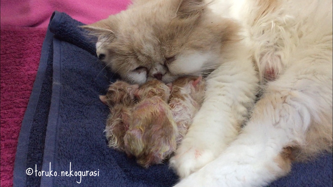 ペルシャ猫クーちゃんのはじめての出産 トルコ猫暮らしのブログ