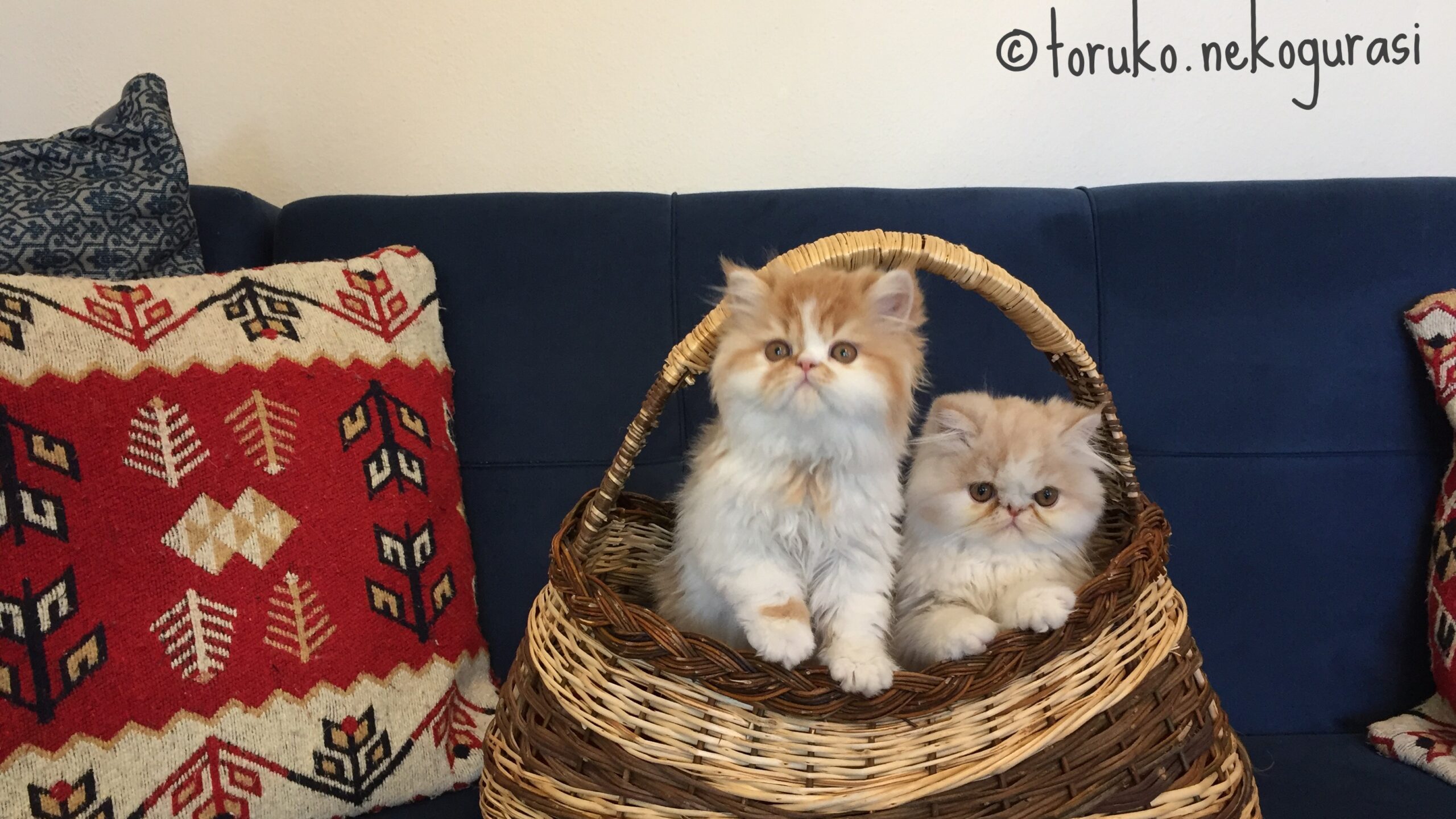 子猫の成長 ペルシャ猫の仔猫の10週にわたる成長記録と旅立ち トルコ猫暮らしのブログ