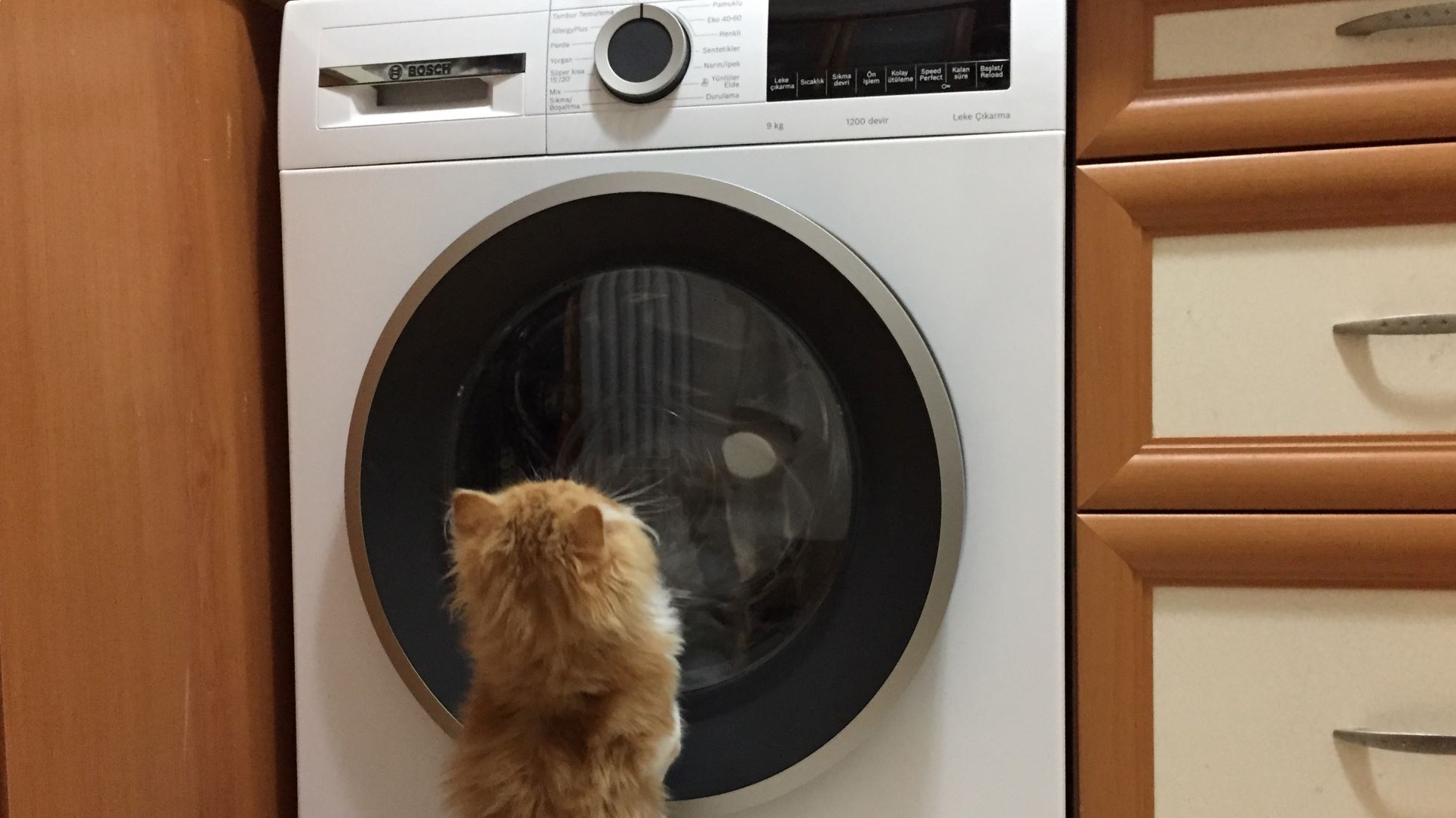 トルコにおける我が家の洗濯機の使い方 | トルコ猫暮らしのブログ